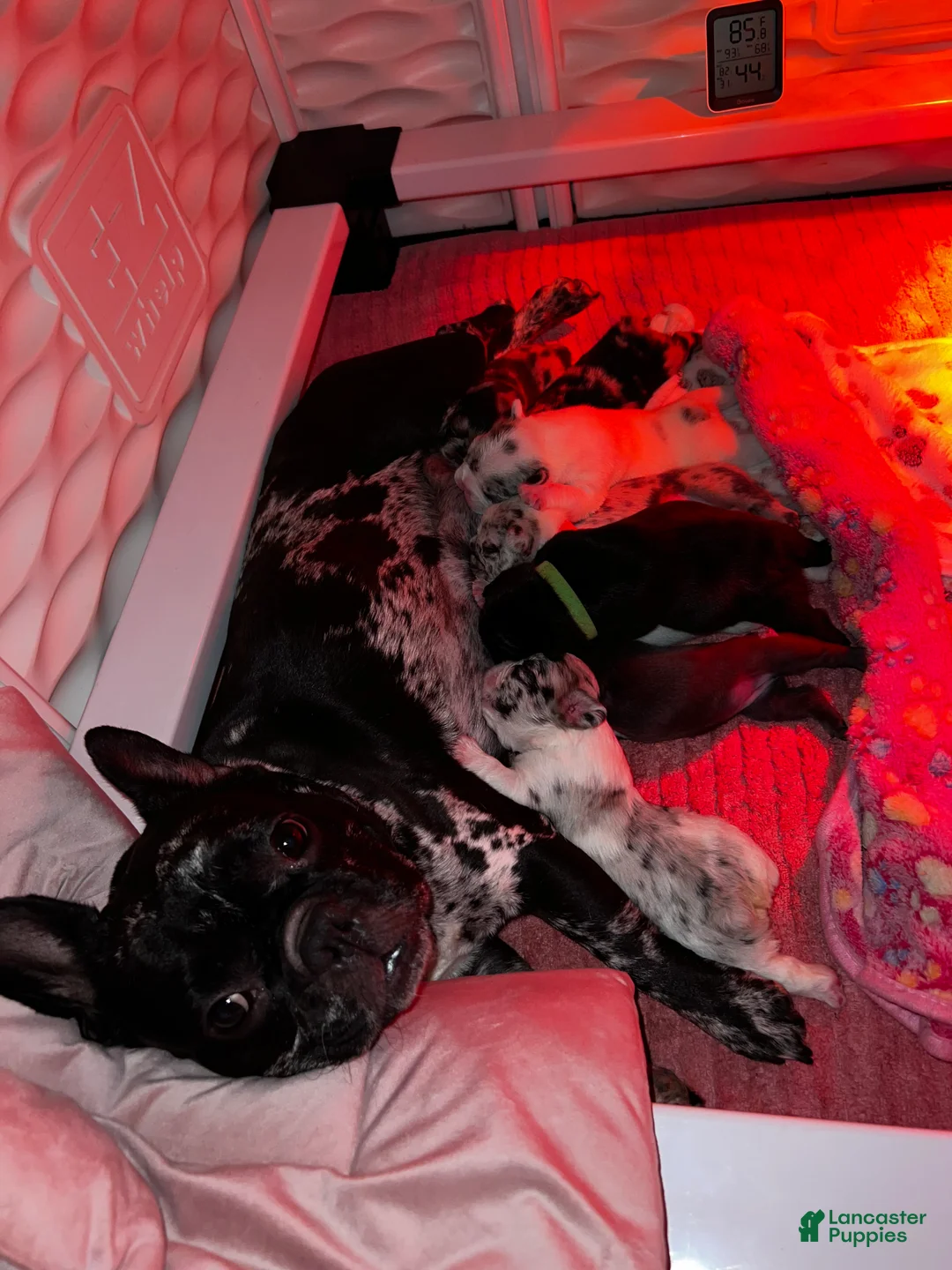 French Bulldog dogs for sale: MISO - Ad 6