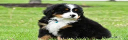 Bernese Mountain Dog dogs for sale: Ronnie - Ad 10