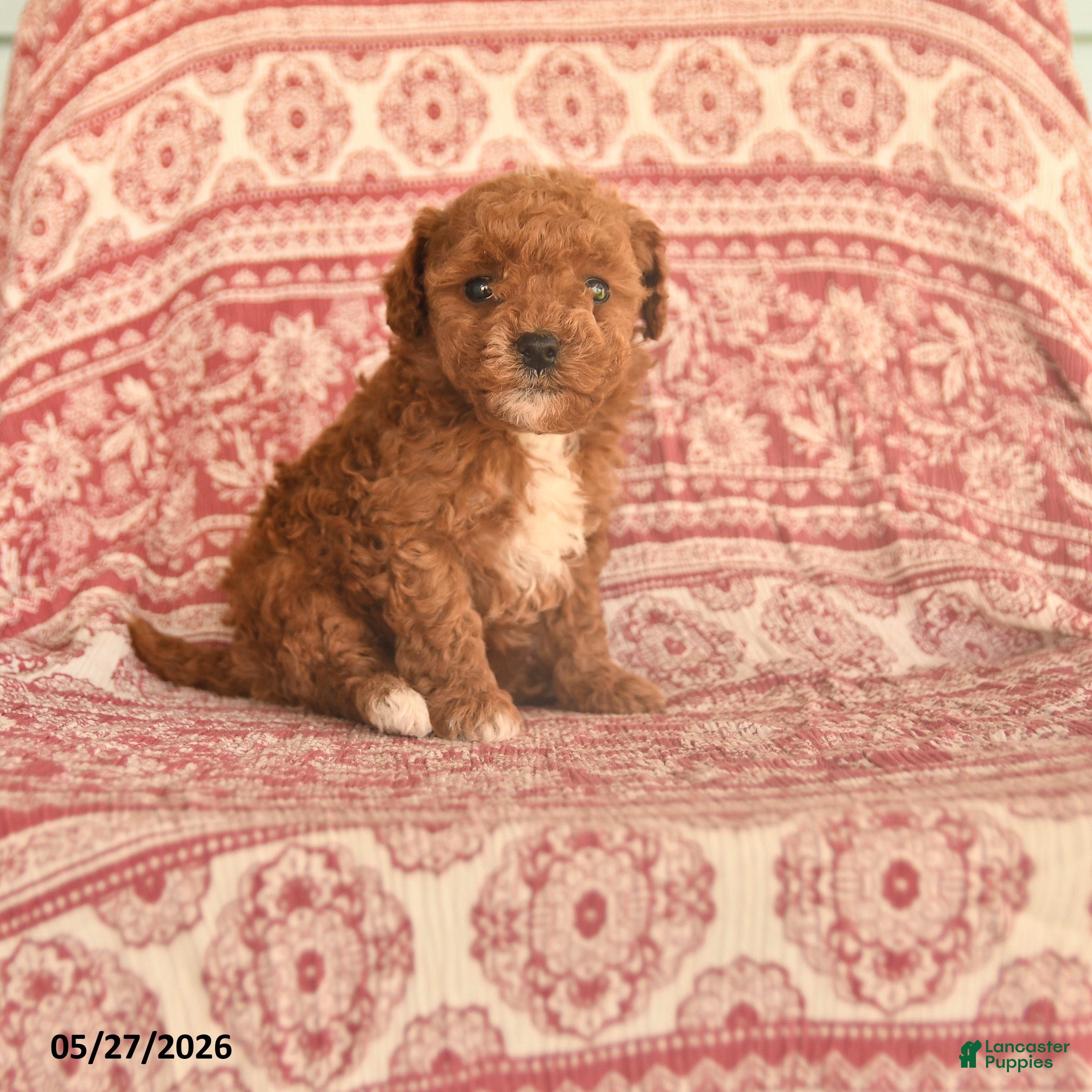 Maltipoo dogs Ivy - Ad 1