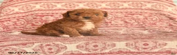Maltipoo dogs for sale: Ivy - Ad 1