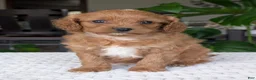 Cavapoo dogs for sale: Ellie - Ad 8
