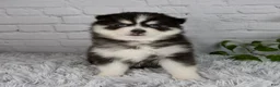 Pomsky dogs for sale: Tanner - Ad 5