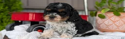 Cockapoo dogs for sale: Bandit - Ad 3