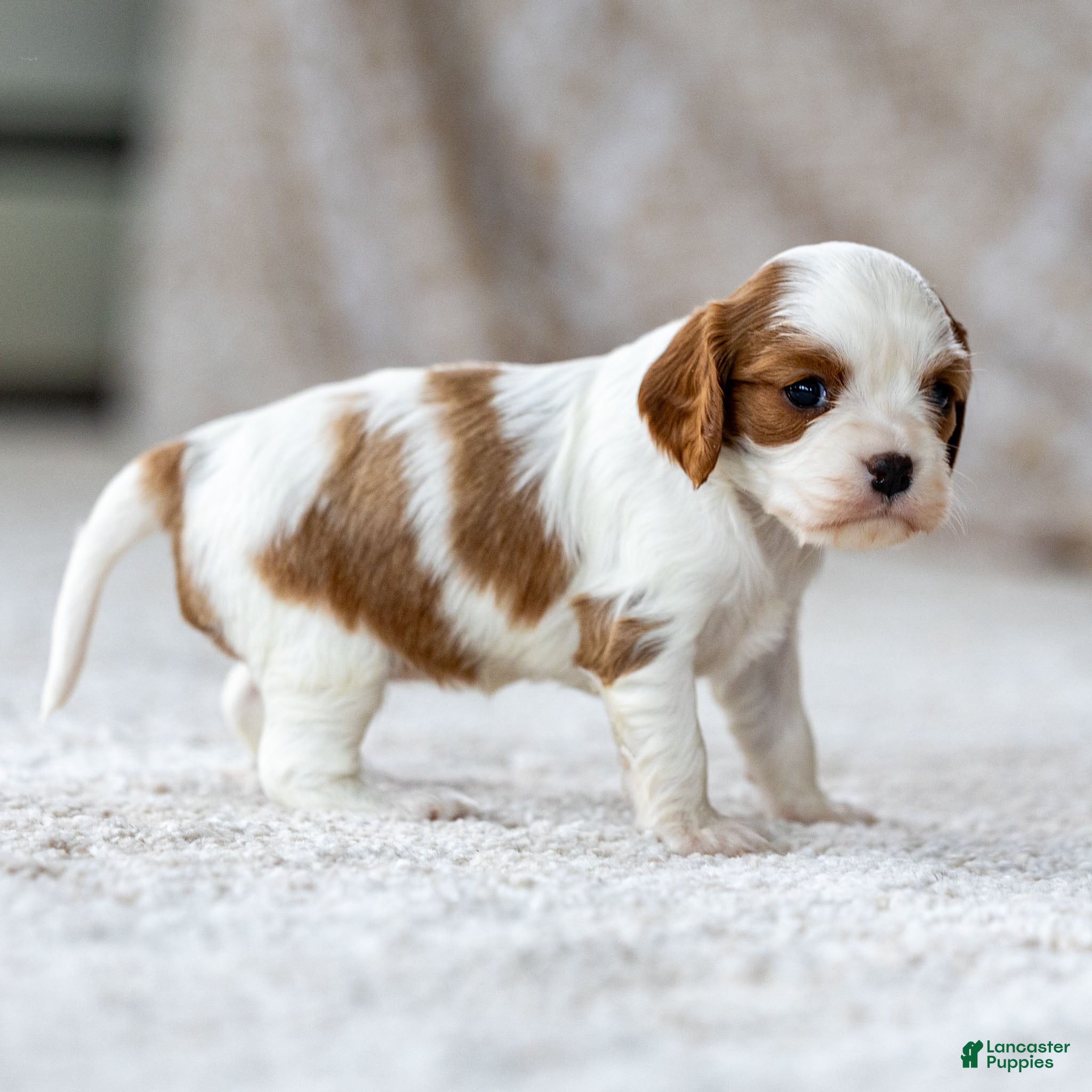 Cavalier King Charles Spaniel dogs Daisy the Cavalier King Charles Spaniel - Ad 2
