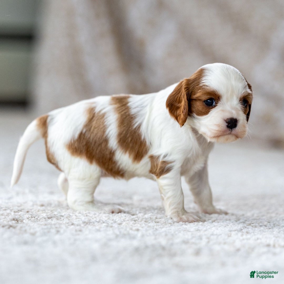 Cavalier King Charles Spaniel dogs for sale: Daisy the Cavalier King Charles Spaniel - Ad 2