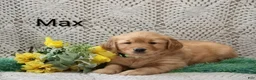 Golden Retriever dogs for sale: Max - Ad 5