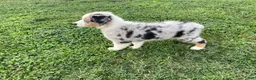 Australian Shepherd dogs for sale: Ruby - Ad 2