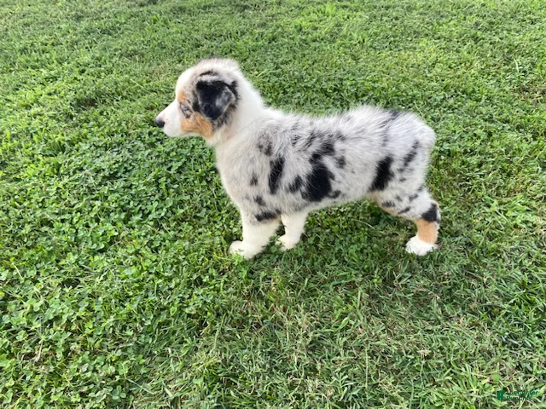 Australian Shepherd dogs for sale: Ruby - Ad 2