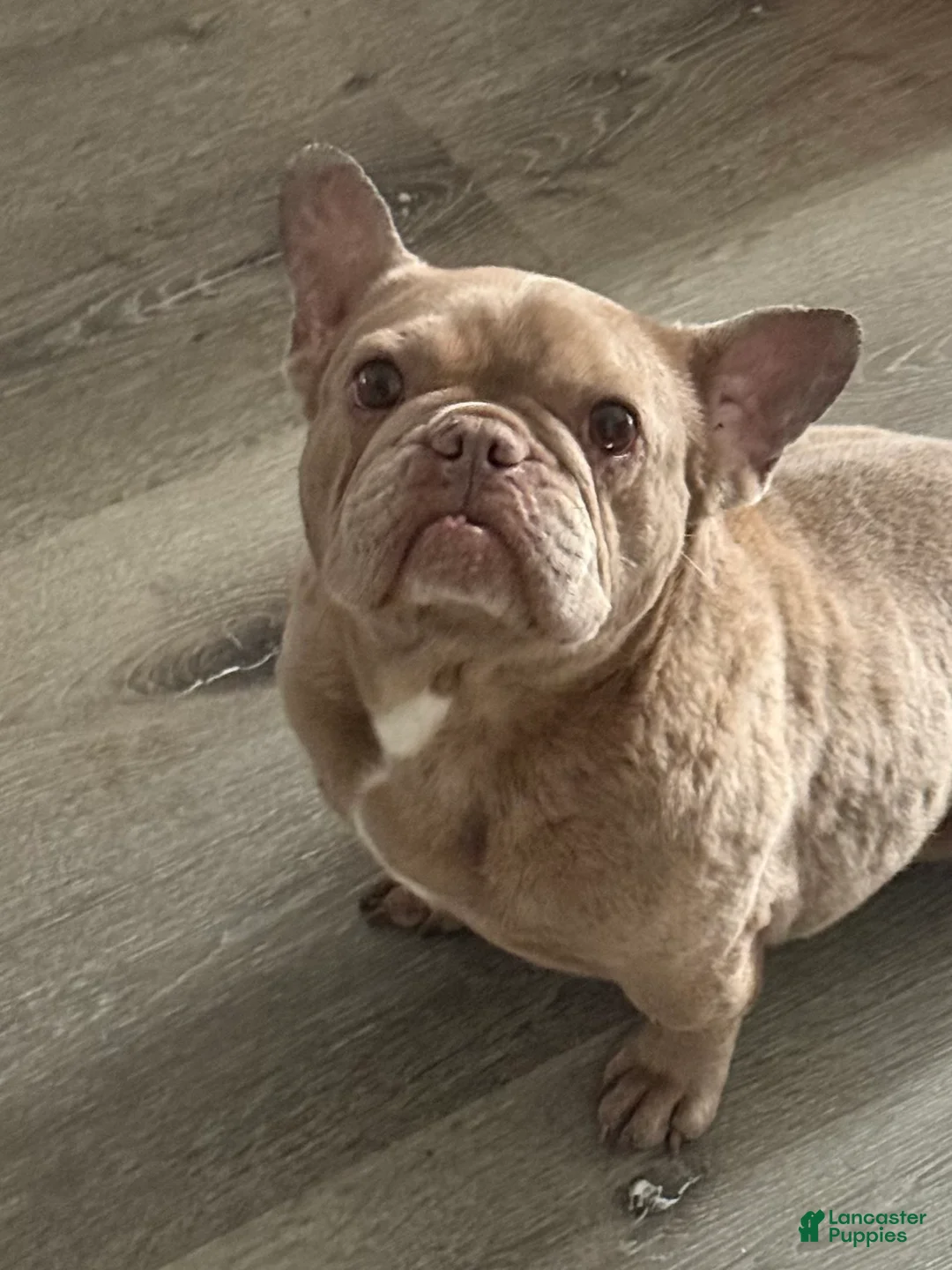 French Bulldog dogs for sale: Honey - Ad 1