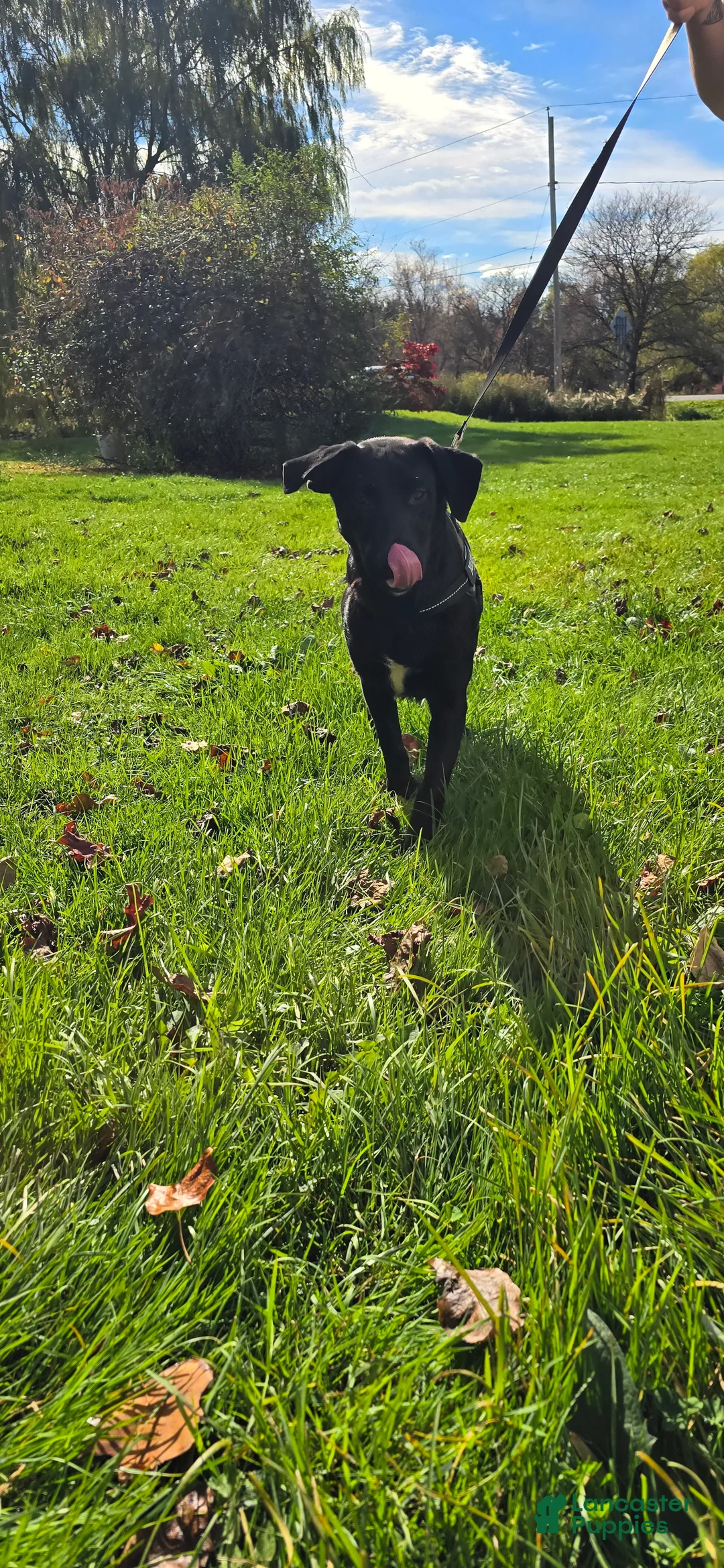 Mixed Breed dogs for sale: Darth - Ad 2