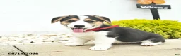 Welsh Corgi Pembroke dogs for sale: Bailey - Ad 4