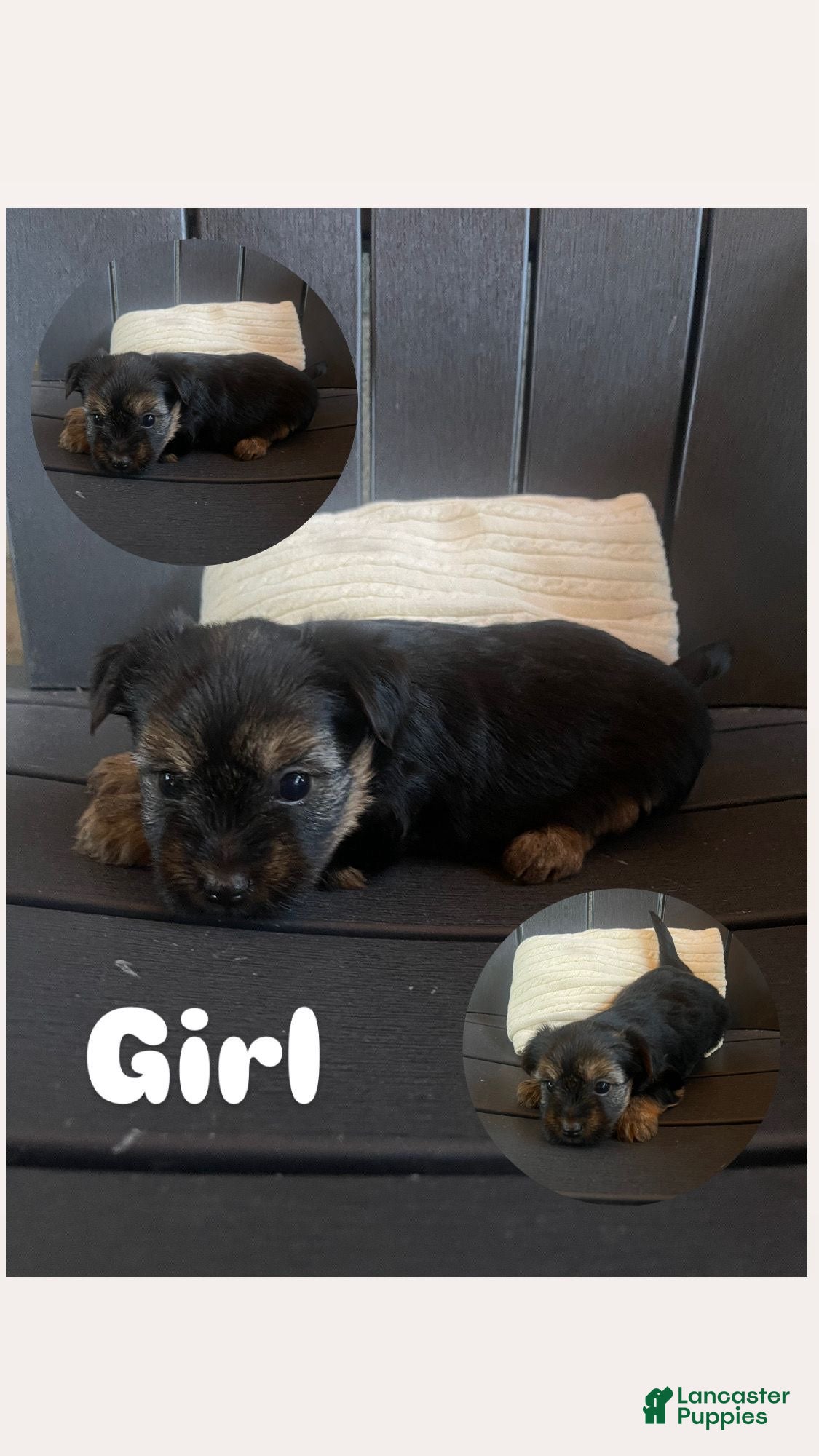 Yorkshire Terrier dogs Yorkshire Terrier 6 - Ad 1