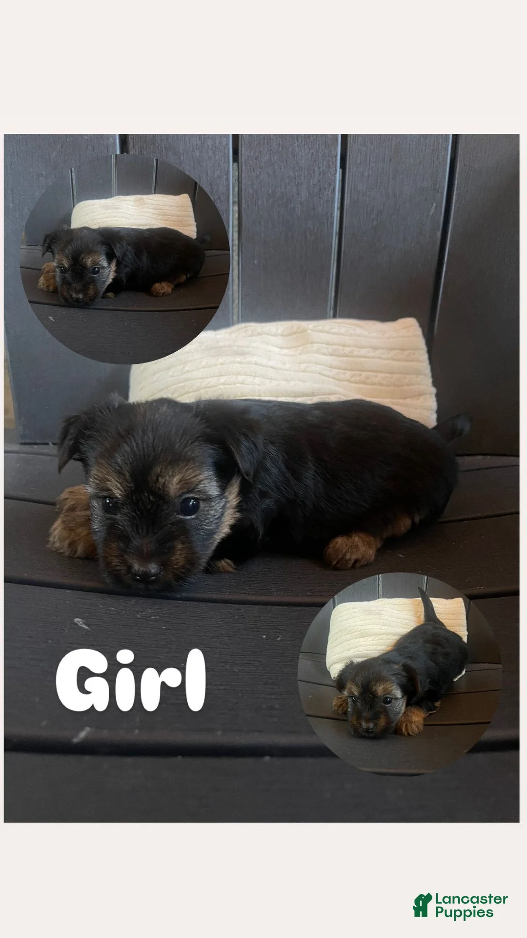 Yorkshire Terrier dogs for sale: Yorkshire Terrier 6 - Ad 1