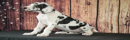 Great Dane dogs for sale: Great Dane Puppy 1 - Ad 5
