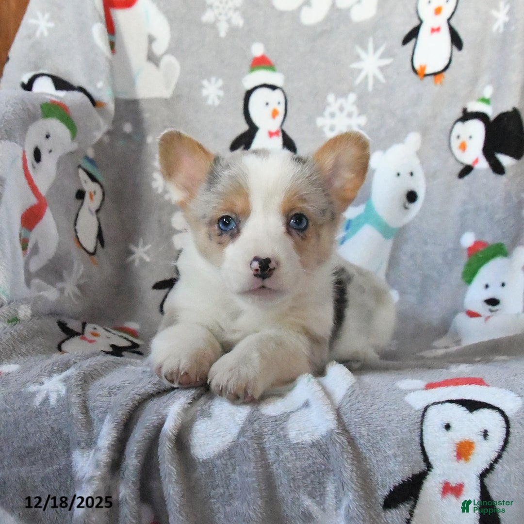 Welsh Corgi Pembroke dogs for sale: Gracie - Ad 2