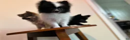 Pomeranian dogs for sale: Oreo - Ad 3