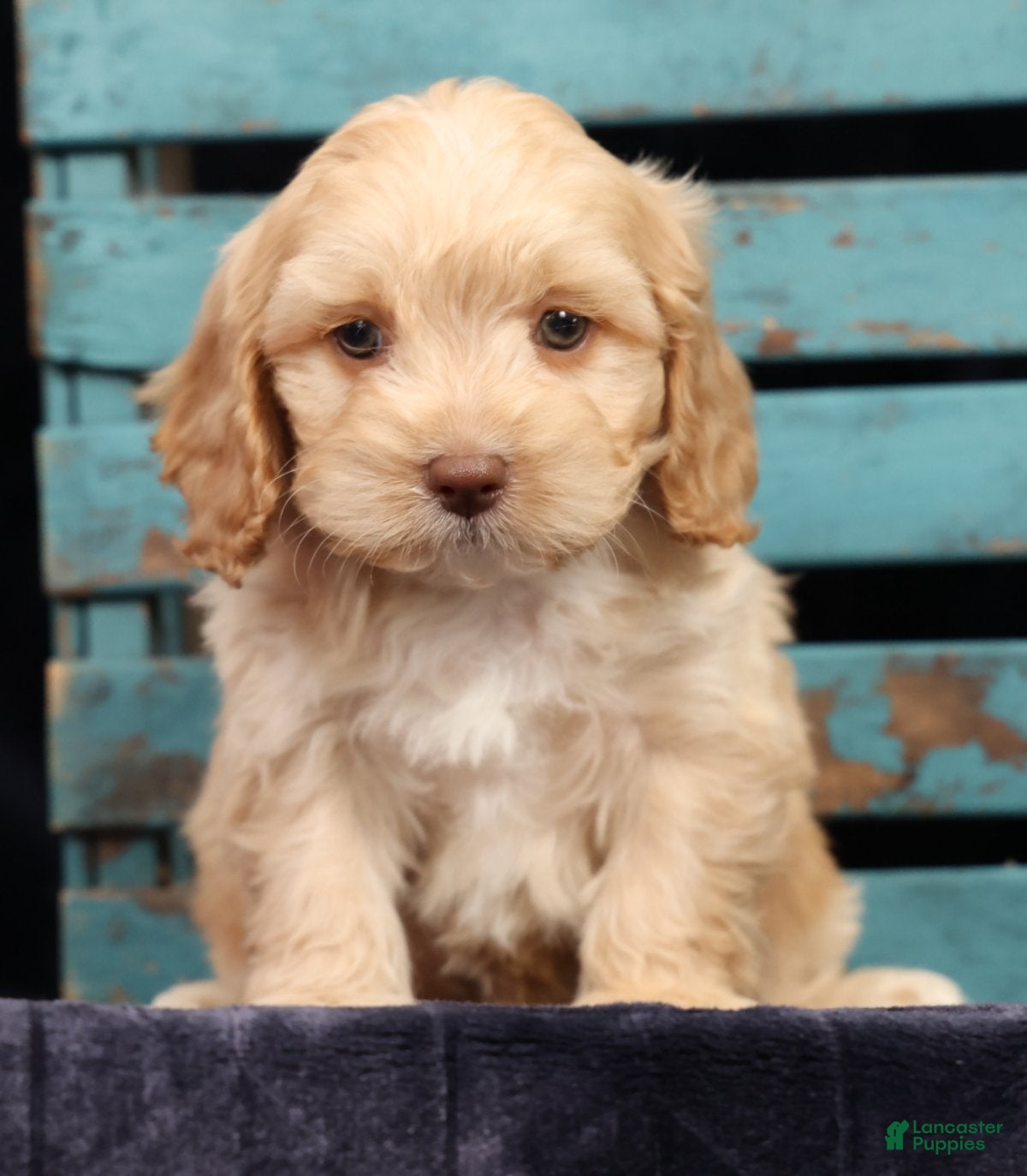 Cavapoo dogs Cody - Ad 2