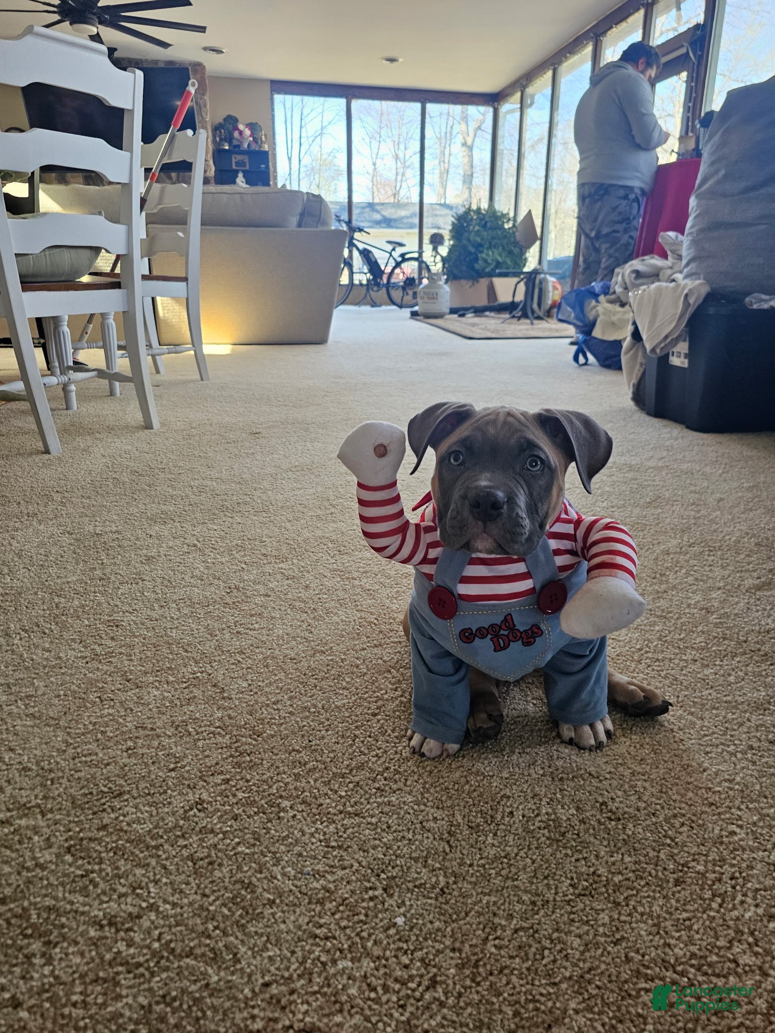 American Bully dogs Yogi the bear - Ad 1