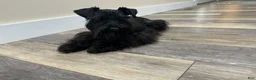 Miniature Schnauzer dogs for sale: Piper Male 2 - Ad 4