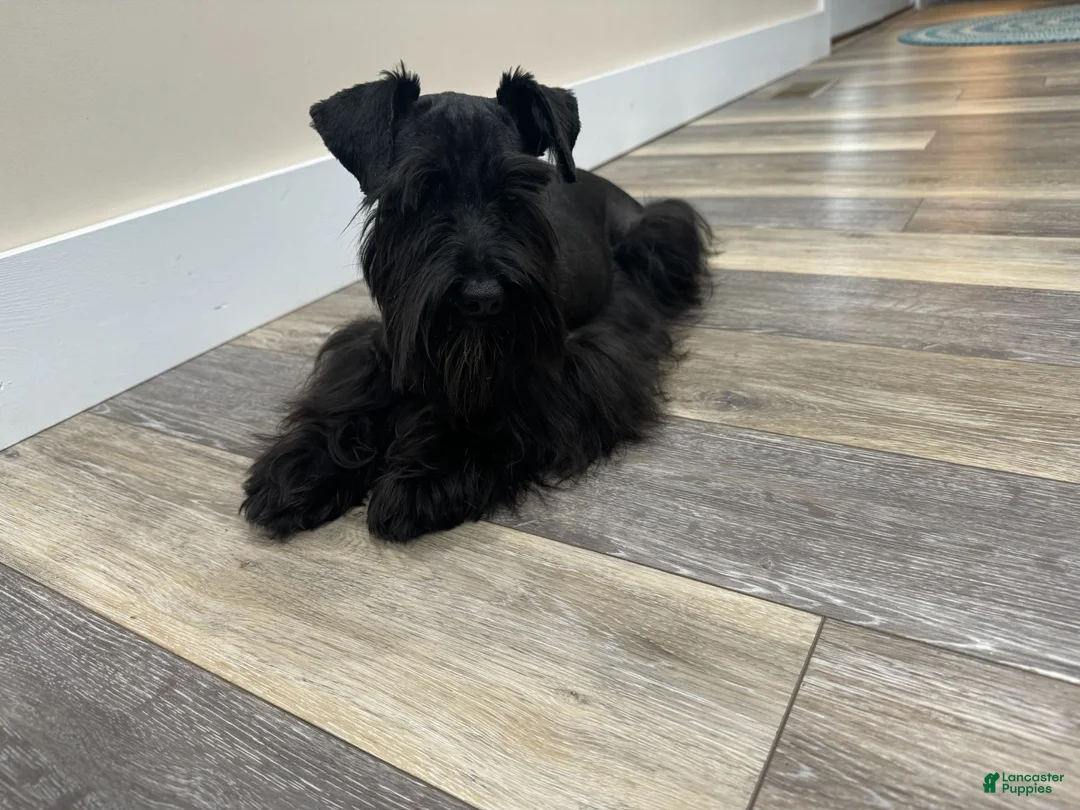 Miniature Schnauzer dogs for sale: Piper Male 2 - Ad 4