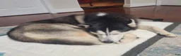 Siberian Husky dogs for sale: Pawvarotti - Ad 9