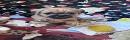 Pugapoo dogs for sale: Pugapoo 1 - Ad 3