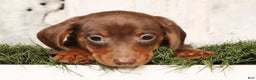 Miniature Dachshund dogs for sale: Cooper - Ad 6