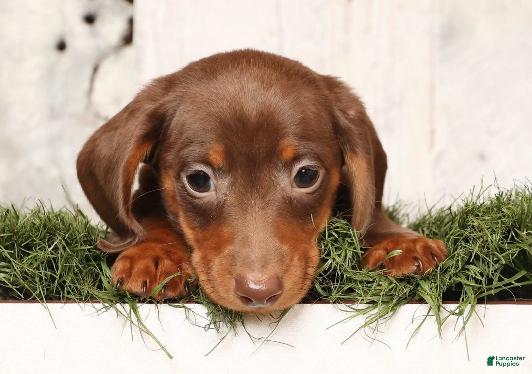 Miniature Dachshund dogs for sale: Cooper - Ad 6