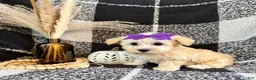 Schnoodle dogs for sale: Lexi - Ad 1