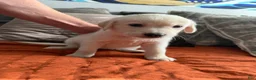 Golden Shepherd dogs for sale: Jackson - Ad 7