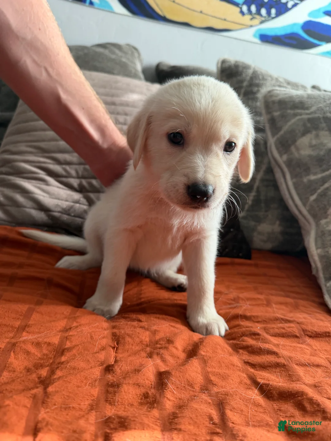 Golden Shepherd dogs for sale: Jackson - Ad 7