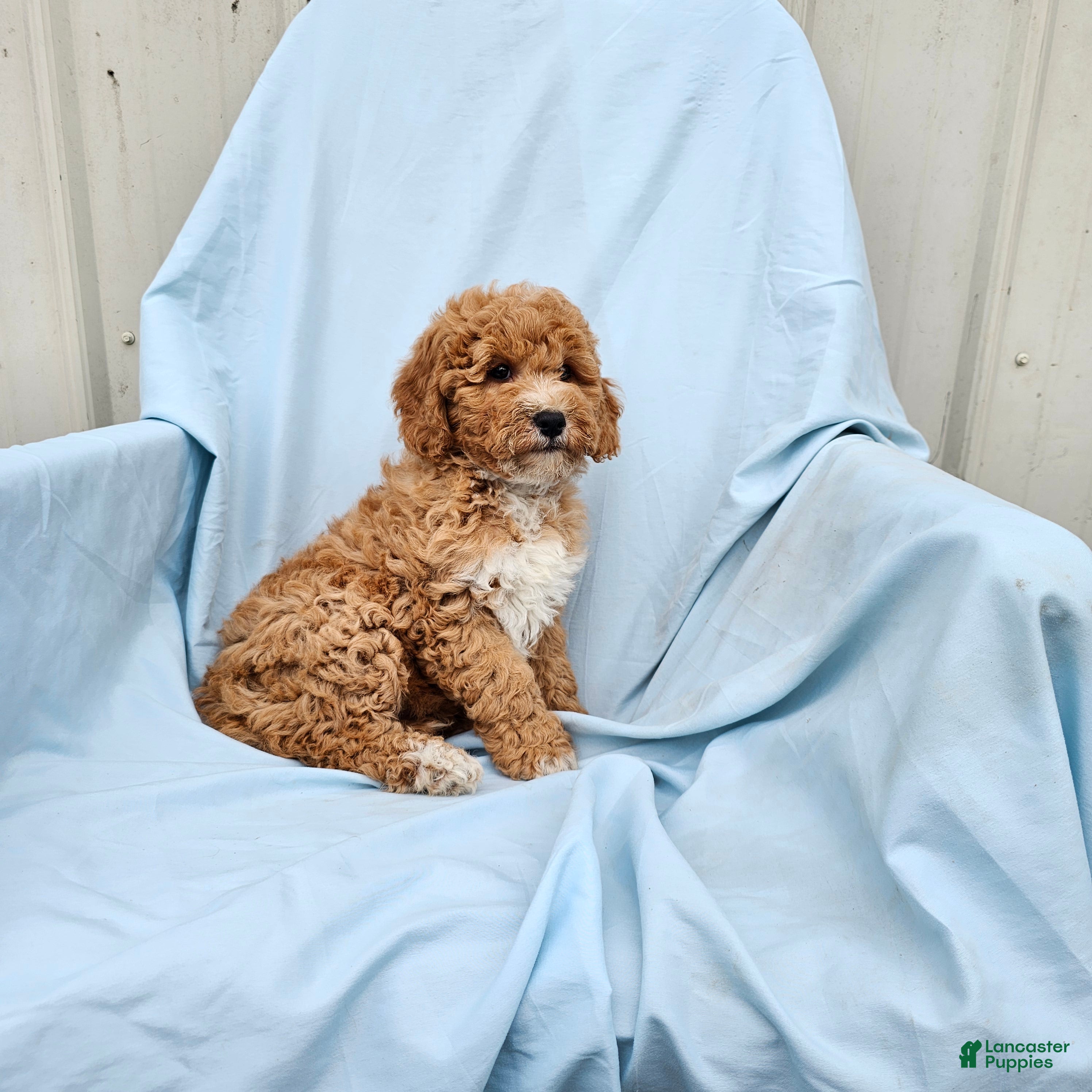 Mini Goldendoodle dogs Roman - Ad 2