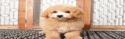 Bichpoo dogs for sale: Cody - Ad 3