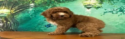 Cockapoo dogs for sale: Pudding  - Ad 1