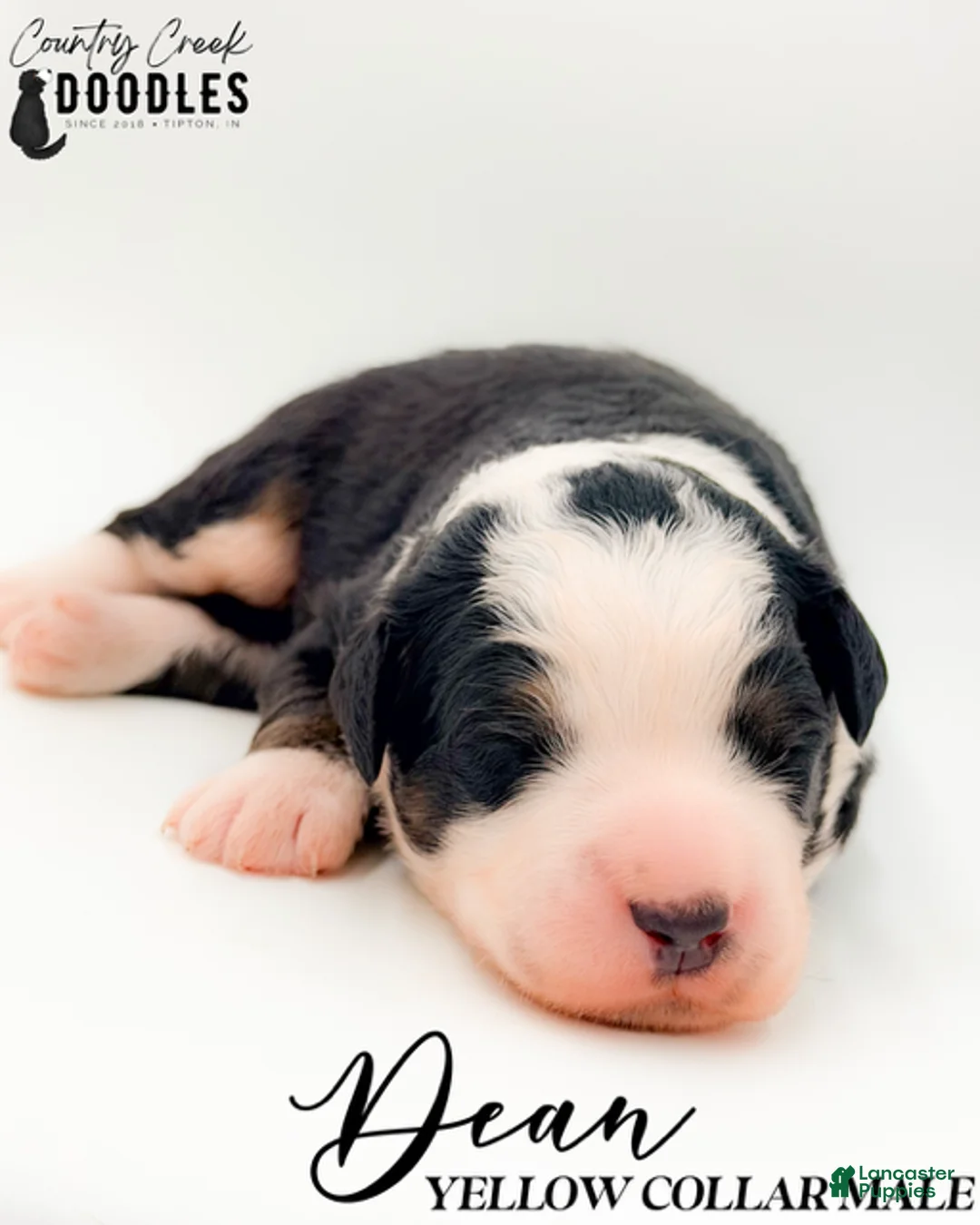 Bernedoodle dogs for sale: Dean - Ad 2