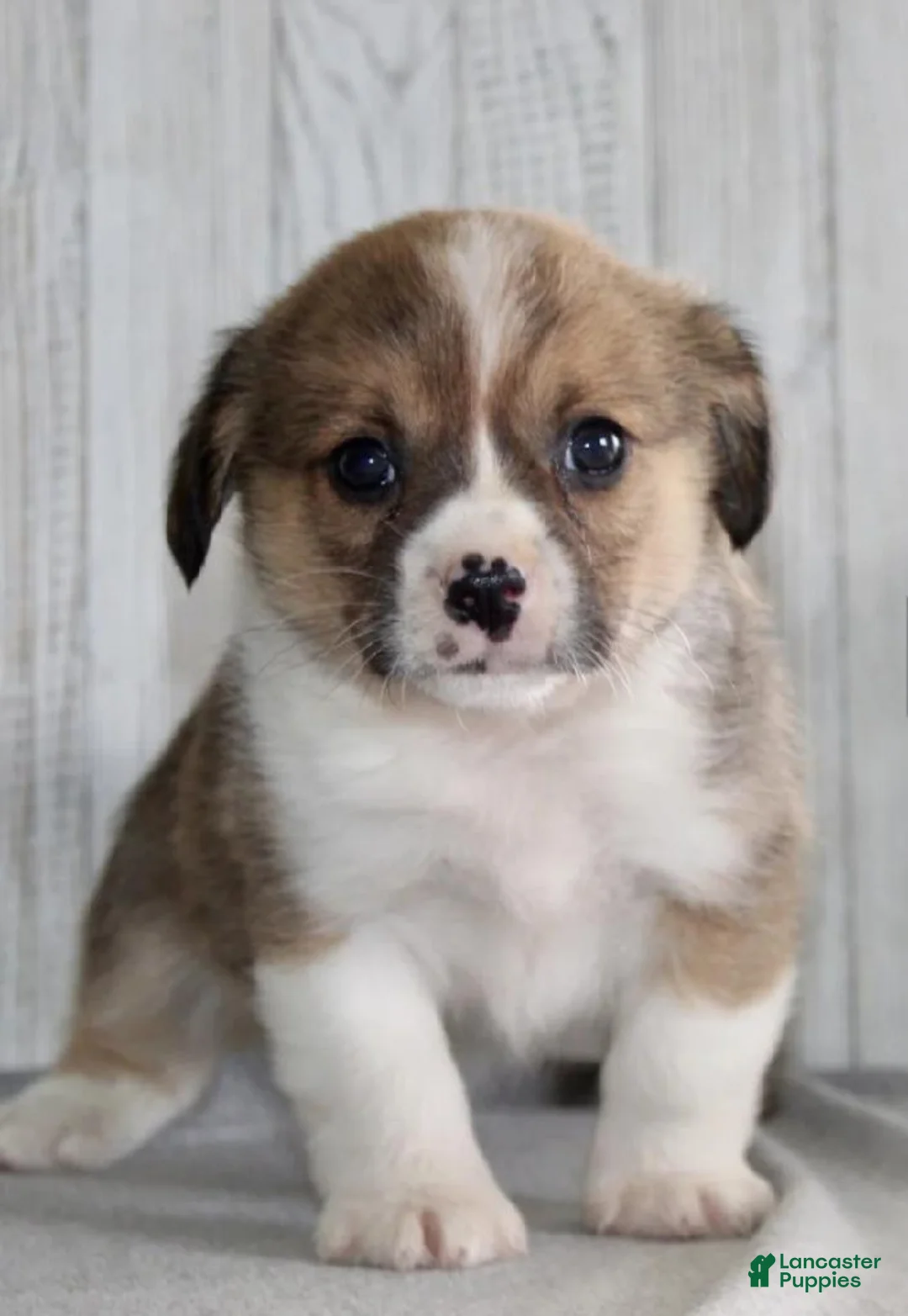 Mixed Breed dogs for sale: Max - Ad 1