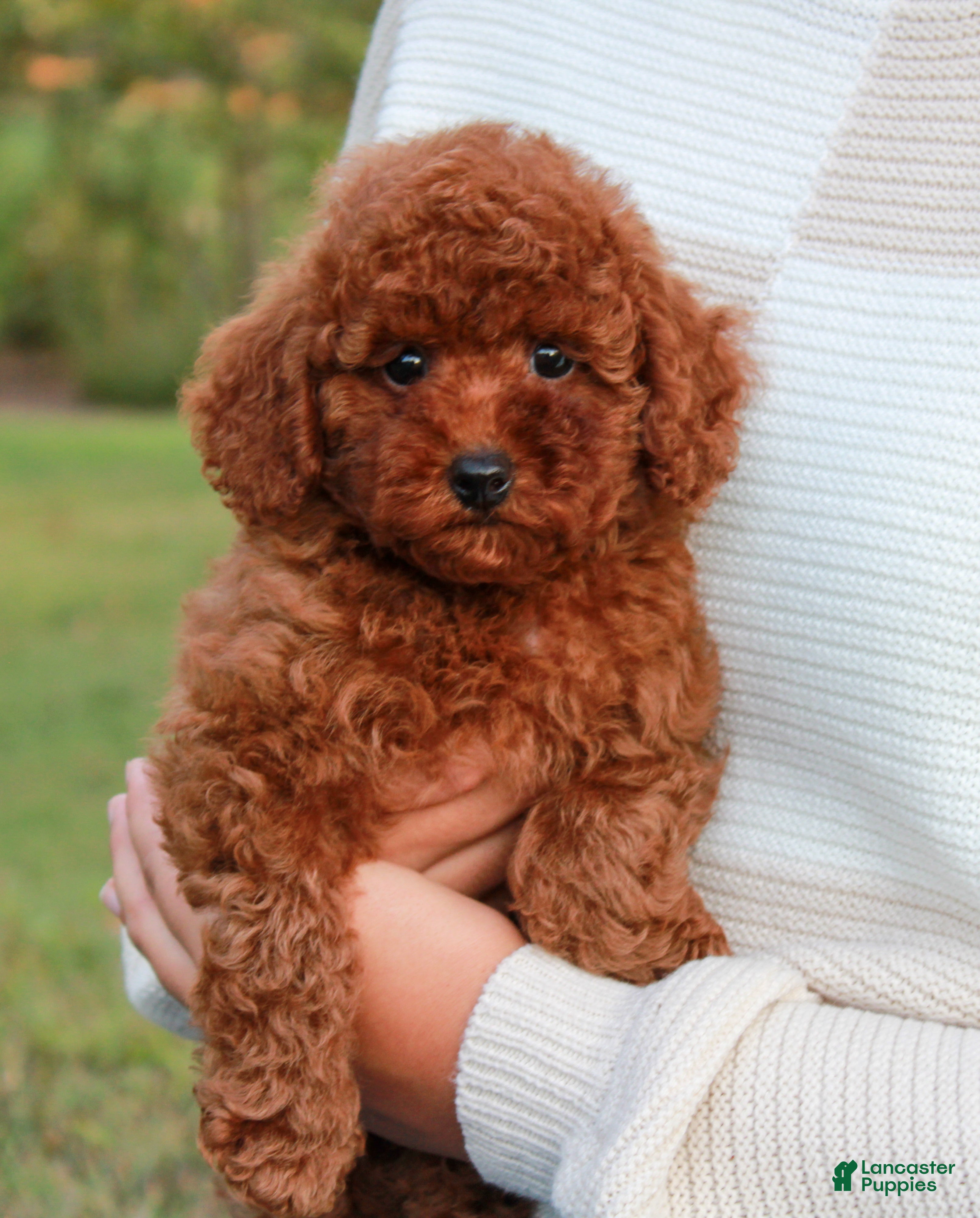 Toy Poodle dogs Saffron - Ad 1