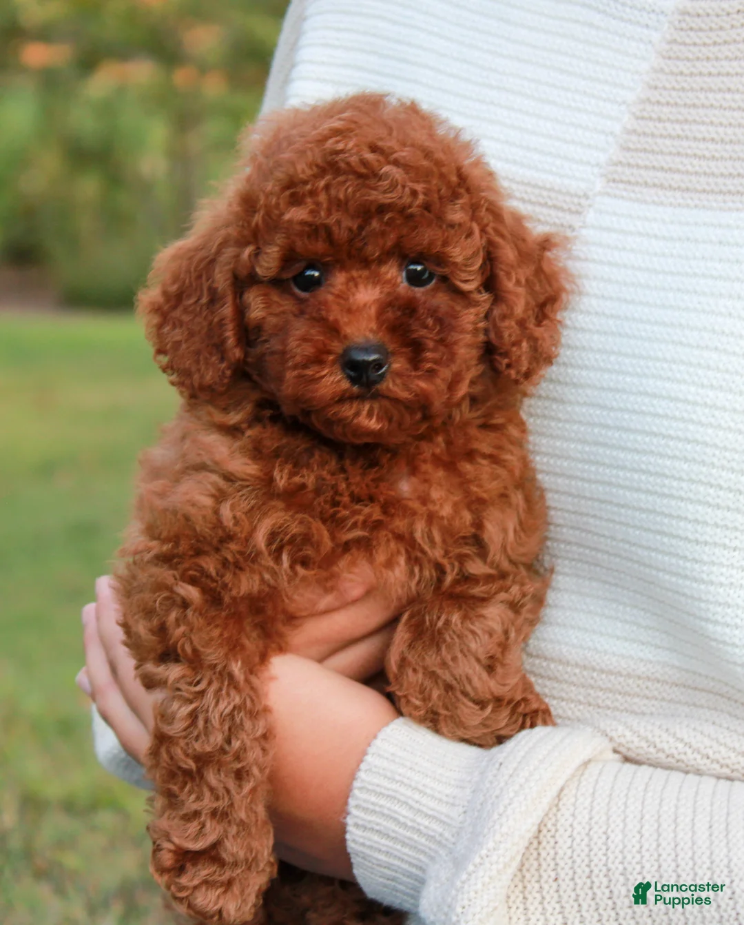Toy Poodle dogs for sale: Saffron - Ad 1