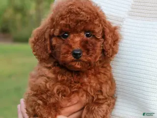 Toy Poodle dogs Saffron - Ad 1