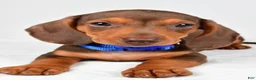 Miniature Dachshund dogs for sale: Austin - Ad 6