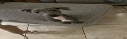 Italian Greyhound dogs for sale: JJ - Ad 4
