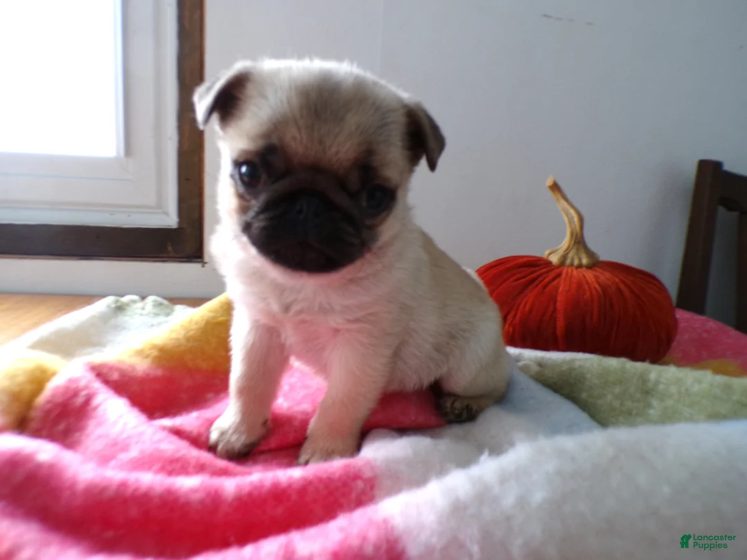 Pug dogs for sale: Pug Puppy 1 Buster - Ad 3
