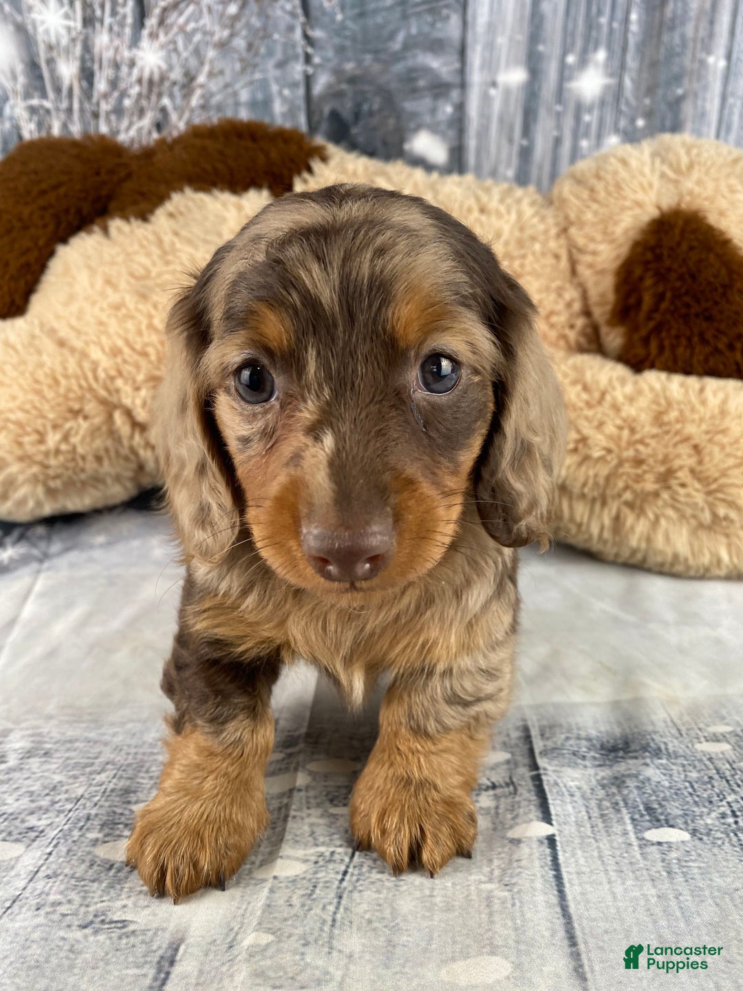 Miniature Dachshund dogs for sale: Skye - Ad 10