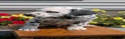 Dalmatian dogs for sale: Parker - Ad 7