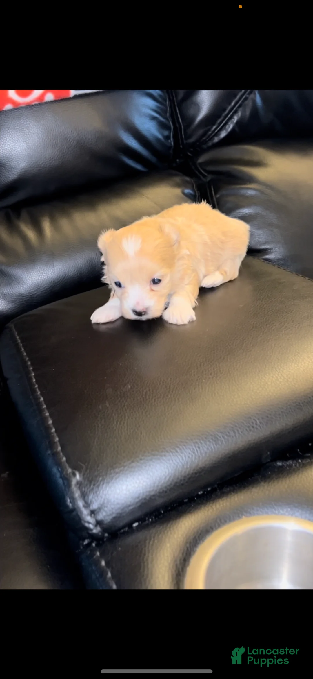 Maltipoo dogs for sale: Maltipoo Puppy 3 - Ad 1