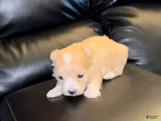 Maltipoo dogs Maltipoo Puppy 3 - Ad 29