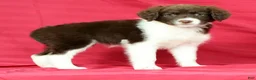 Portuguese Water Dog dogs for sale: Zoey - Ad 5