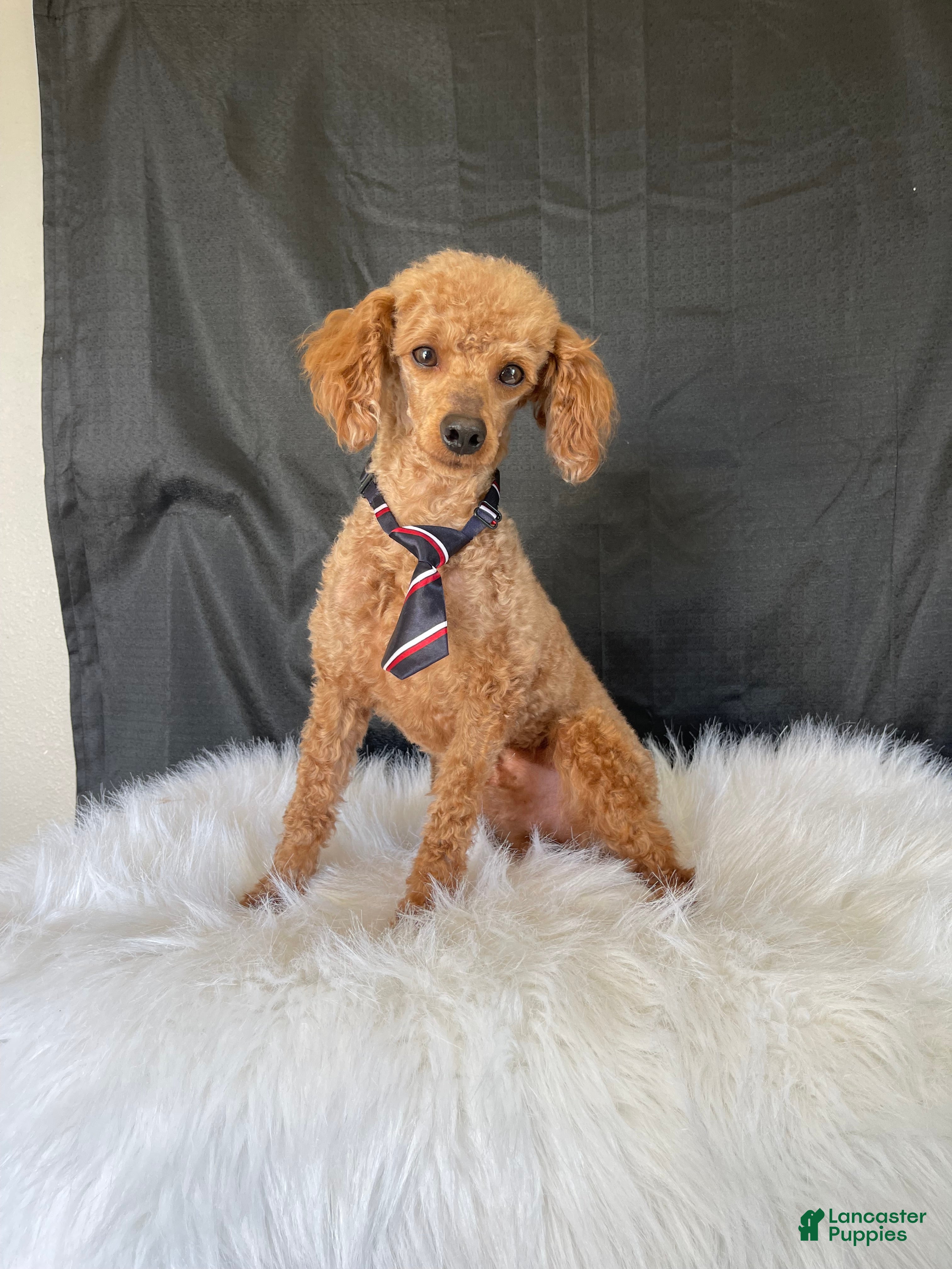 Toy Poodle dogs Akc Clear Red Bred Milo - Ad 1