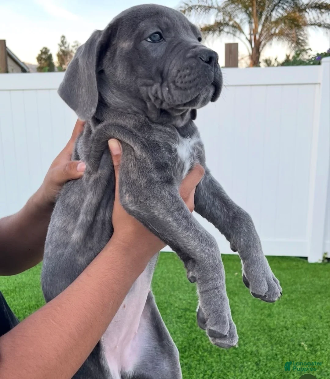Cane Corso dogs for sale: Athena - Ad 8
