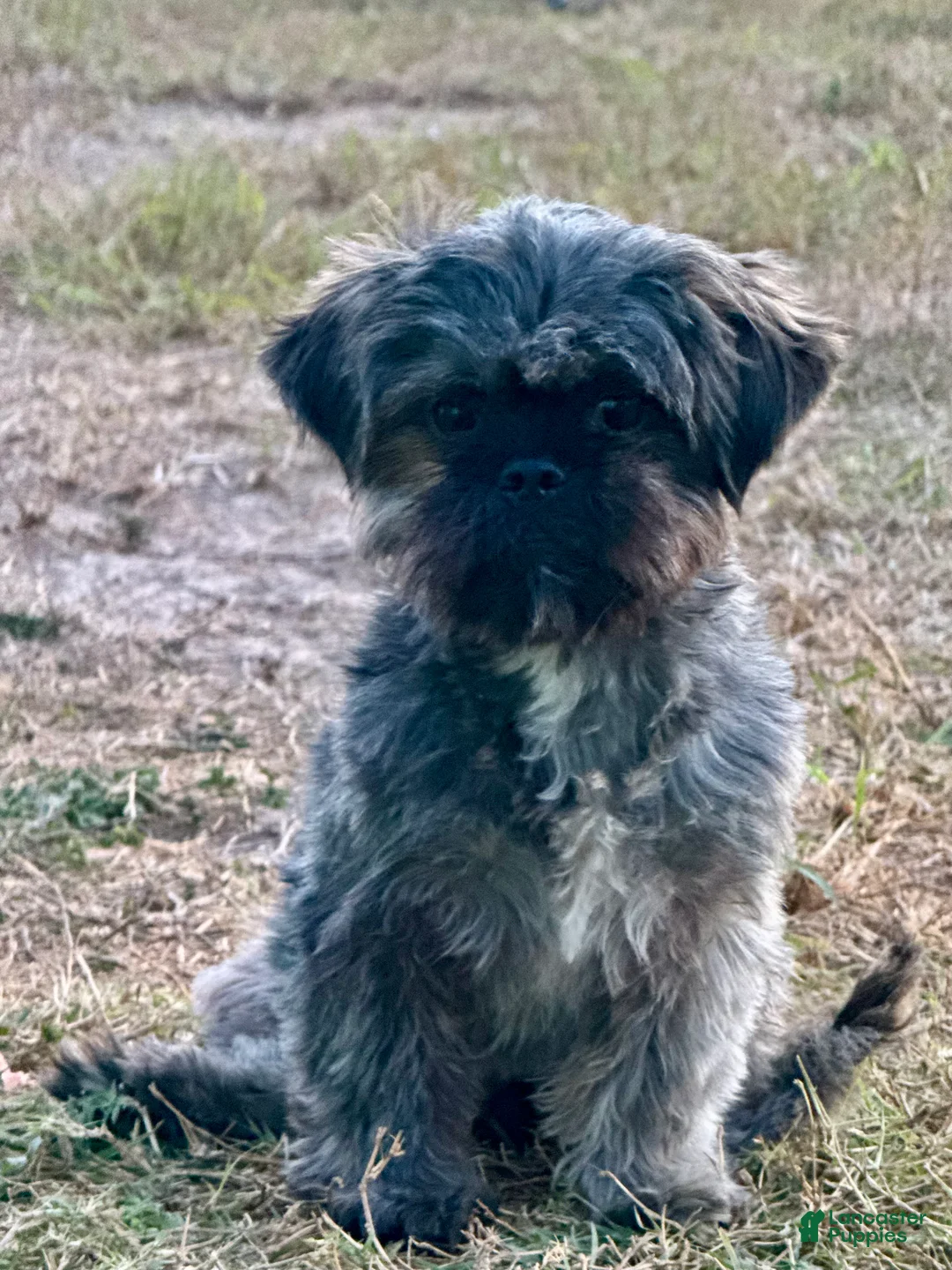 Shih Tzu dogs for sale: Shih Tzu Puppy 1 - Ad 3